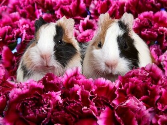 Guinea Pig The Best Top Desktop Wallpaper Xmas