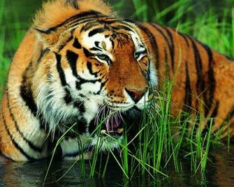 HD Background Gorgeous Wallpaper Tiger