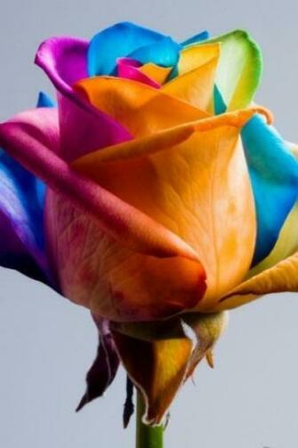 Rose Multi Color iPhone HD Wallpaper