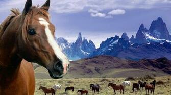 Racing Horse Wallpaper Desktop Background In HD