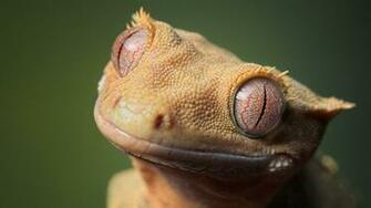 Gecko Wallpaper HD Picture Crested Desktop Background