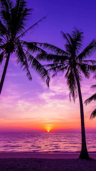A Sunset With Palm Trees On Beach Wallpaper