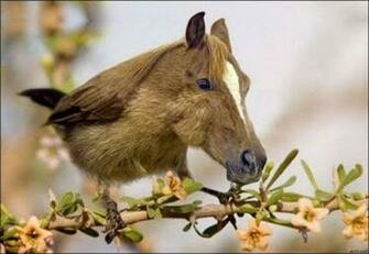 Funny Weird Animals High Resolution Wallpaper