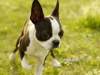 Boston Terrier Wallpaper