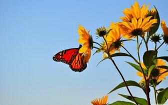 Butterfly Illinois 4k HD Desktop Wallpaper For Dual Monitor