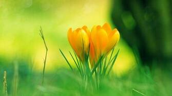 Wallpaper Flowers Baby Yellow Flower Image