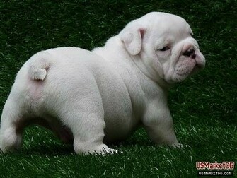 Animals Wallpaper HD English Bulldog Puppies