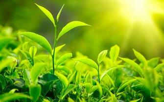 Tea Plantation Wallpaper X Net