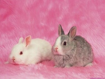 Rabbit Wallpaper