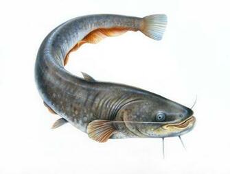 Catfish Wallpaper