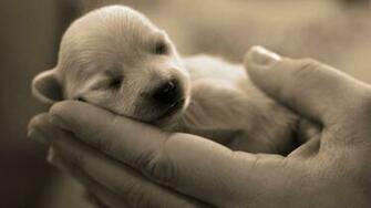 Baby Dog Wallpaper