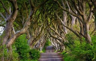 Wallpaper Road Trees England Alley Beech Northern