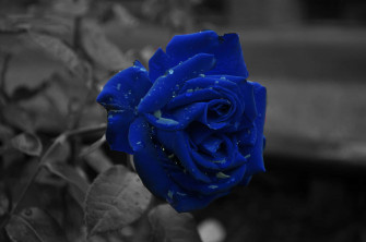 Dark Blue Rose Abstract Wallpaper