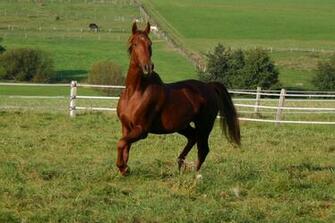 American Saddlebred Stock By Luda