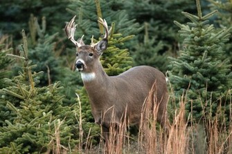 Big Buck Wallpaper