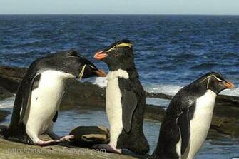 Best HD Screensaver Of Penguin Wallpaper