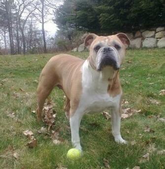 Olde English Bulldog Pitbull Mix Image Pictures Becuo