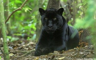 Panther Wallpaper Black Panthers HD