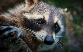 Raccoon Wallpaper Image Photos Pictures Background