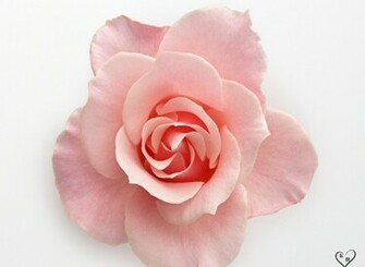 Pink Roses Wallpaper
