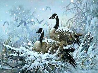 Snow Goose Wallpaper Driverlayer Search Engine