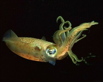 Squid Deep Wallpaper Sea