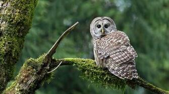 Owl Branch HD Wallpaper