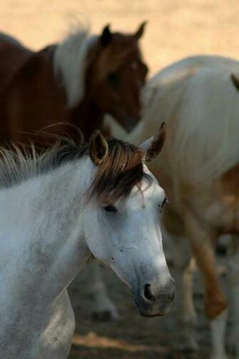 Troupeaux Horse iPhone Wallpaper And 4s