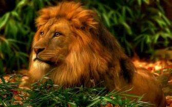 Lion Wallpaper