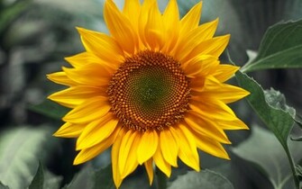 To Wallpaper Just Right Click On Pictures And Select Save