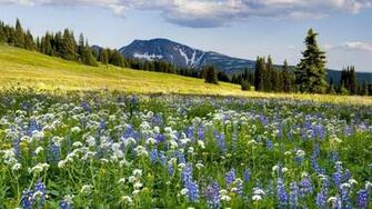 Spring Meadow Wallpaper