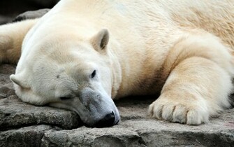 Polar Bear Wallpaper HD Cute