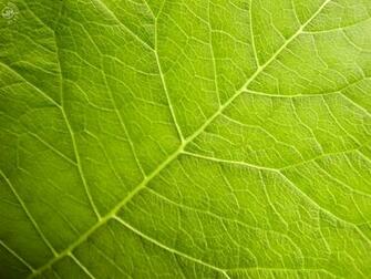 Leaf At Christchurch Botanical Gardens New Zealand Joe Price