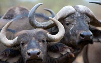 African Buffalo Computer Wallpaper Desktop Background