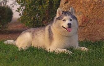Wallpaper Husky Dog Grass Leisure