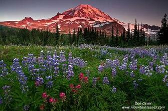 Pin Flowers In Park Desktop HD Wallpaper 9to5 Nature