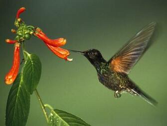 Picturespool Beautiful Birds Wallpaper Pictures