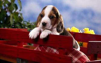 Beagle Puppy Pictures And Information