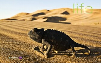 Discovery Channel Life Theme And Wallpaper For Windows