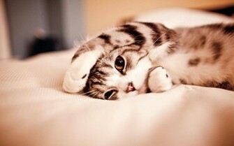 Cute Cat Wallpaper HD Background Do Cats