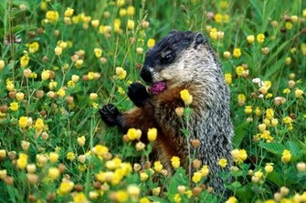 Animal Groundhog Wallpaper