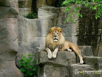 Lions Screensaver