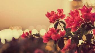 Photography Flowers Bokeh Lights Photo Vintage HD Wallpaper