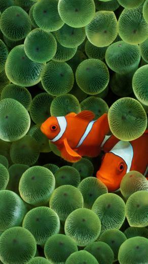 Fish Lock Screen Samsung Galaxy S5 Wallpaper HD