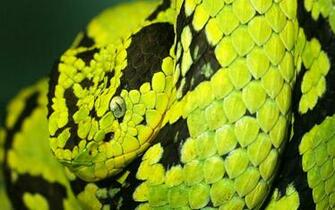 Snakes Wallpaper HD Background Photos Pictures