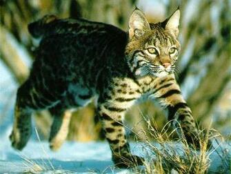 Bobcat Wallpaper And Background X Deskpicture