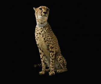 Black Leopard Print Background Cheetah