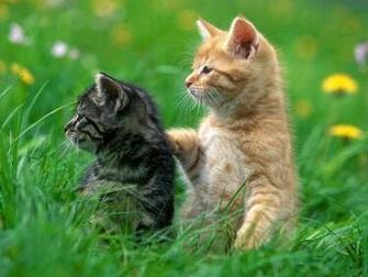 The Kittens Screensaver Will Show You S Of Funny In