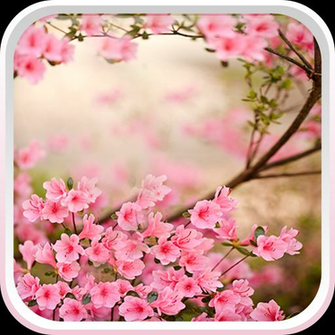 Spring Flowers Live Wallpaper Apkdad