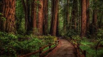 Cathedral Grove Rainforest Wallpaper